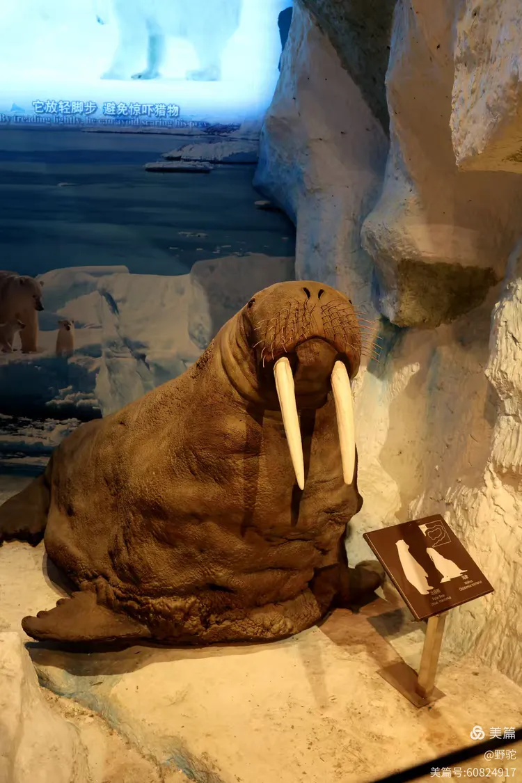 参观深圳博物馆野生动物展